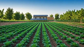 From Barren Land to Solar Paradise: A Couple's 10-Acre Transformation in Uttar Pradesh