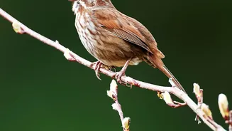 Eight Acoustic Motifs May Underpin Songbird Music Across Thousands of Species