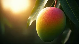 The Sadabahar Mango: Rajasthan Farmer's Tri-Annual Triumph in Fruit Cultivation