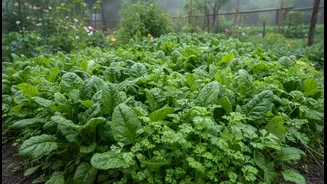 Monsoon Is The Best Time To Grow These Greens