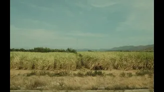 Satellite Advisories Optimize Sugarcane Irrigation in India