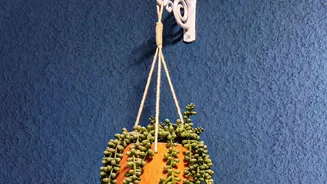 Hanging Planters For Small Spaces: A Low-Cost Idea For Decorating Rooms With Indoor Plants