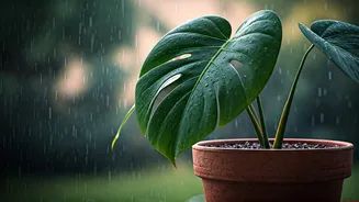 Houseplants And Rain Are A Complicated Love Story