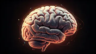 Meta And BCBL Push Brain AI Research Forward