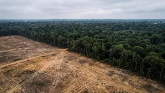 Forest Loss Since 1990 Has Reached 489 Million Hectares, Report Finds