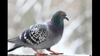 Karnataka To Ban Pigeon Feeding In Public Places Amid Rising Respiratory Health Concerns