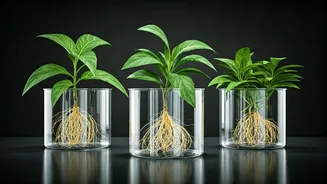 Clear Glass Vessel Propagation Is Ultimate Botanical Badge Honor