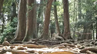 Budget Backpacking Guide Living Root Bridges And Homestays Across North East