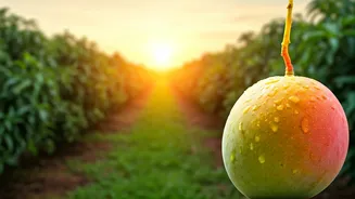 From Farm To Feast: The Mango Story
