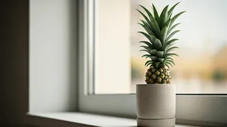 Ornamental Pineapples Can Brighten Small Homes