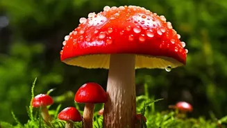 India's Rain-Fed Mushrooms Are Inspiring Fresh Conversations Around Seasonal Eating