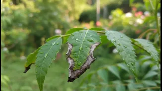 Why Hardwater Variations Alter The Stability Of Homemade Neem Insecticide Mixes Scorching Foliage