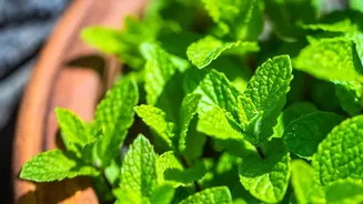 How To Cultivate Fresh Basil Mint And Curry Leaves On City Balconies