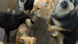 Dogs And Cats Need Extra Monsoon Care As Damp Weather Can Increase Parasite And Infection Risks