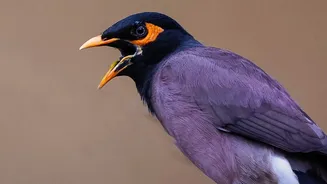 Urban Nature Trends: How Season Changes Trigger Bird Calls And Territorial Displays