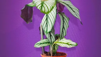 Why Indoor Plants Alone Cannot Replace Good Air Circulation, Research Finds