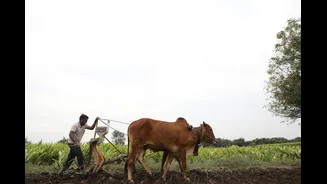 Call for Comprehensive Agricultural Risk Management Amid Drought Challenges