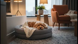 How to configure apartment layout to protect pets from external thunder noises