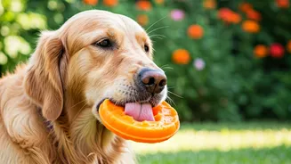Simple Frozen Pumpkin Puree Toys Solve Summer Boredom For Dogs