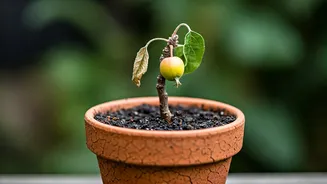 Small-Space Fruit Growing Needs Better Guides