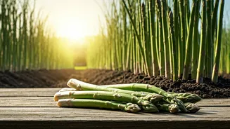 Cultivating Your Own Asparagus Patch: A Home Gardener's Guide