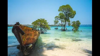Mangroves Recovering on Earthquake-Lifted Reefs in North Andaman Islands