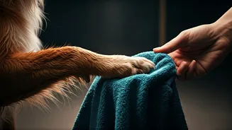 How To Dry Dog Paws Properly To Stop Bacterial Growth