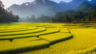 Rice Prices And Conflict Gets A Fresh Look With The Fine Print In Focus