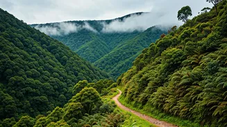 Thengumarahada: Tamil Nadu's Secluded Nilgiri Haven and Its Strict Entry Protocols