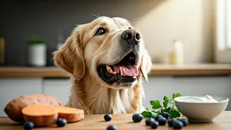 Boost Your Dog's Vitality: Everyday Superfoods for Immunity and Energy
