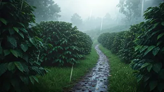 Coorg Is Where Monsoon Feels Romantic Again