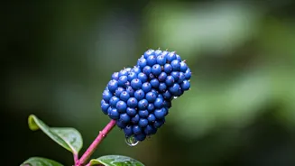 The Monsoon Fruit Everyone Misses