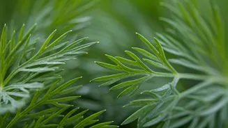 Unlock Luscious Locks: Discover Shepu (Dill) for Hair Strength and Vitality