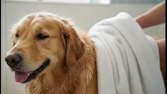 Drying The Coat Properly Can Be More Important Than A Full Bath
