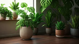 Indoor Plants Become Lifestyle Symbol