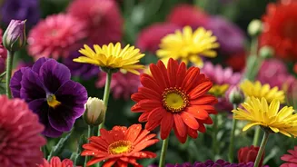 Colourful Gardens Begin With These Blooms