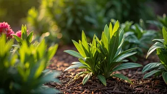 Flowering Plants Need Pre-Monsoon Discipline Now