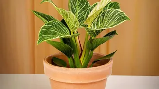 Avoid Fertilising Just before Leaving Houseplants Unattended