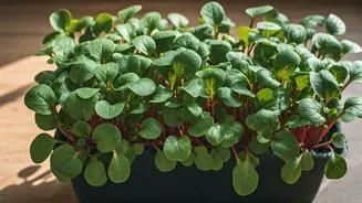 Ditch Store Bought Greens, Grow Radish Shoots In Apartment Kitchens