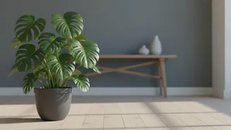 A Practical Checklist For Houseplant Shopping Covers Window Direction And Room Humidity