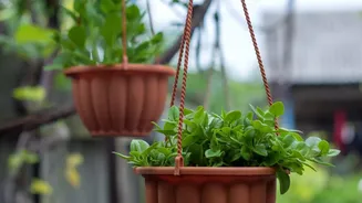 Terracotta Olla Pots Offer Smart Underground Watering Solutions For Compact Balcony Gardens Today