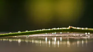 How An Hour In Saltwater Removes Sticky Mango Stem Sap