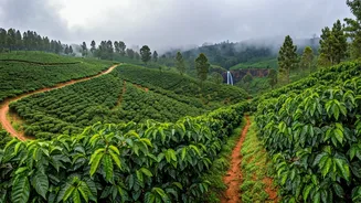 Why Travel Feeds Are Dominated By Coorg Honeymoons