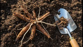 How to prune damaged roots after spotting early signs of plant rot