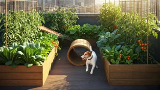 How Rooftop Veggie Patches Create Interactive Play Zones For Dogs