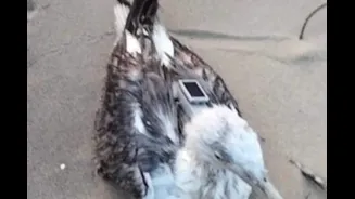 Chinese GPS Tracker Found On Migratory Seagull In Karwar Near Naval Base; Authorities Launch Probe