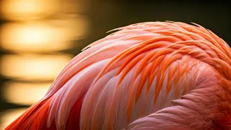 The Astonishing Secret Behind Flamingos' Pink Hue: It's All About Their Diet!
