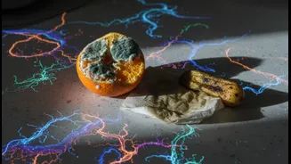 Why Young Urban Working Professionals Face Increased Food Wastage Due To Unseen Kitchen Microbes