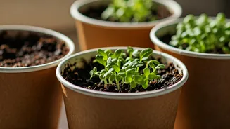 Grow Edible Aromatic Herbs Sprouting Inside Leftover Coffee Cups