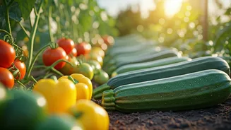 Summer Veggie Gardens Are Perfect For Beginners